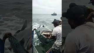 Catching a Fierce Great Shark by the Ship's Side