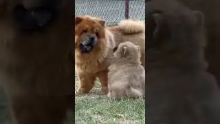 🐶 cutest dogs in the world 