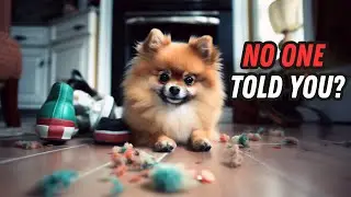 Things NO ONE tells you about owning a Pomeranian
