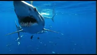 How Mako Sharks Outsmart Their Prey | Shark Week 2020