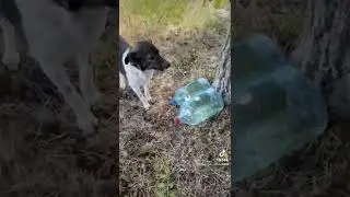 Спасение и помощь бездомным животным. Кормление бездомных.