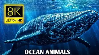 Ocean Animals 8K Ultra Hd 60 Fps - Most Beautiful Underwater Animals