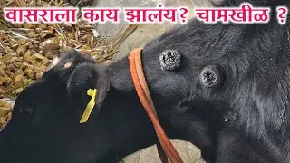 🔴 गोठ्याततून LIVE दुपारचे टाइम 🔴