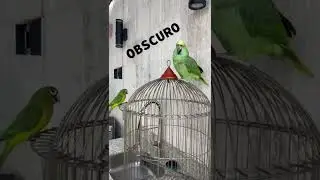 Moisés mi perico travieso!