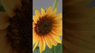 Sunflower 🌻 Time Lapse