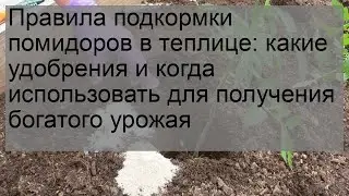 Правила подкормки помидоров в теплице: какие удобрения и когда использовать для получения богатого.