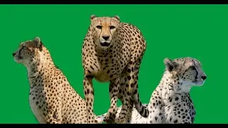 4 Cheetah Africa  Free Green Screen