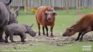 Baby rhino Ekozu frolics through zoo meeting fellow animals