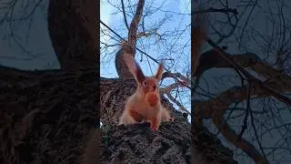 Балбесина (часть III) #shorts #squirrel #freedom #nature