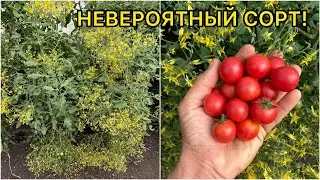 Бешенное цветение и сотни помидор! Розовый кварц мультифлора - обзор сорта томата.