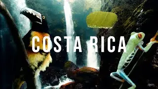 Animal Kingdom – COSTA RICA｜Cinematic VLOG