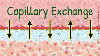 Capillary Exchange of Nutrients and Waste Products | Microcirculation Physiology Animation