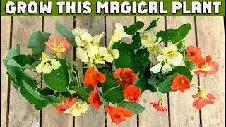 5 really AMAZING REASONS to grow NASTURTIUMS