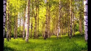 Лес. С заботой о лесе.