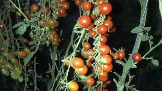 Сорта черри, много урожая