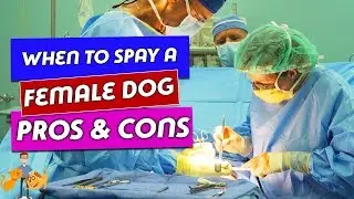 When to Spay a Female Dog: the true risks and benefits