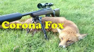 Corona Fox