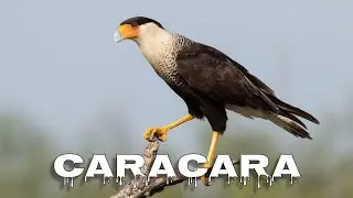 Crested caracara call