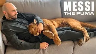 Messi The Puma is a Big Ol’ House Cat