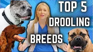 Dog Breeds that DROOL the most! | Veterinarian Dr. Lindsay's Top 5 Picks