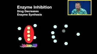 Enzyme Inhibition and Enzyme Induction