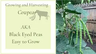 Growing and Harvesting Cowpeas|AKA Black Eyed Peas|Easy Plant to Grow🍃