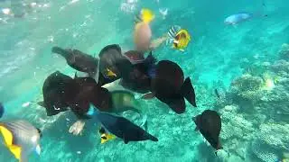 Egypt. Snorkelling with fish in the Red sea at Sharm-El-Sheikh.А теперь за рыбами!Рифы Красного моря