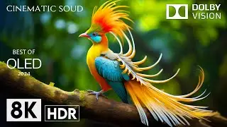 COLOR BALANCE | DOLBY VISION 8K HDR with Cinematic Sound (Dynamic Color)