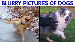 Times People Took A Pic Of A Dog And Got A Blurry But Hilarious Result - Funny Dog