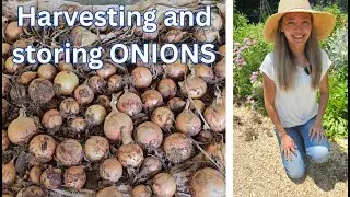 How to HARVEST and STORE ONIONS