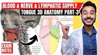 Tongue Nerve Supply Anatomy | nerve supply of tongue anatomy | blood supply of tongue anatomy