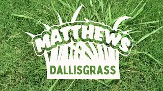 Dallisgrass: What Are Your Options?