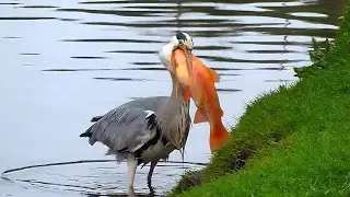 The heron swallowed a huge fish!