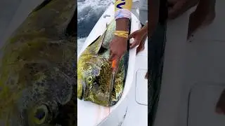 Monster Dolphin Cleaned in Seconds