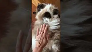 А вы знали, что у кошек есть магия?