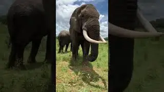 Hilarious Elephant Pulls Prank on 