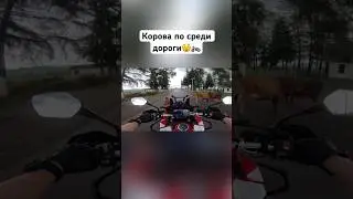 Едешь и тут коровы по среди дороги😲🏍️ #romahacbr