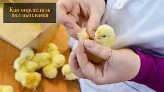 Как определить пол цыпленка