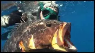 CATTURA CERNIA A 43 MT DEEP SPEARFISHING WITH MARCO BARDI.wmv