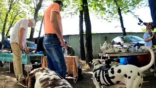 Antique market in Krasnodar. Dogs with cameras 