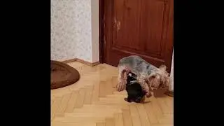 Йоркширский терьер. Щенку 1 месяц. Ошибся!!!