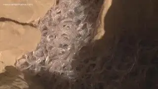 First regulated elvers season going well