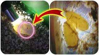 КАК ОТЛИЧИТЬ ОПЛОДОТВОРЕННОЕ ЯЙЦО ЭУБЛЕФАРА ОТ ЖИРОВИКА???