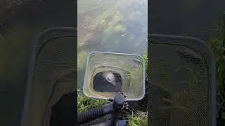 feeder bream