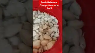 Fresh Catch from Abu Dhabi