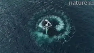 Humpback whales (Megaptera novaeangliae) bubble-net feeding