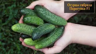 Огурцы Паратунка