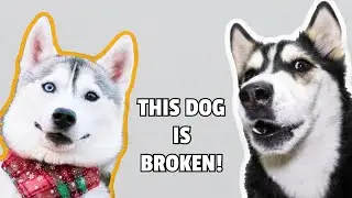 Talking Husky Reacts To SKAYA SIBERIAN!