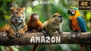 AMAZON ANIMALS | 8 Hours Wildlife Films 4K(60FPS) with Relaxing Music ♫