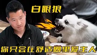 狗狗訓練中途咬傷主人，訓犬師猛踹兩腳嚇到它嘔吐，叫得比殺豬還慘